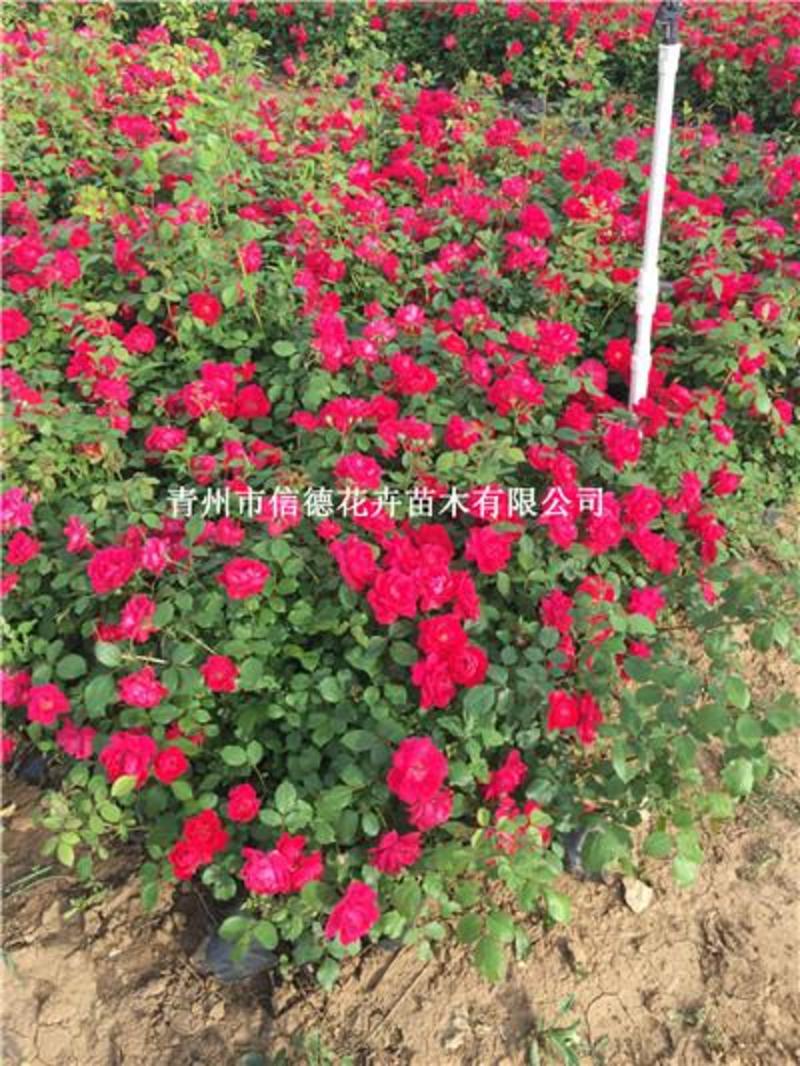 红花蔷薇，三季开花蔷薇，品种好，花期长，基地直发