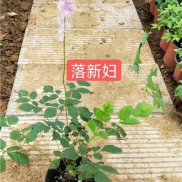 落新妇，品种好，大量有货，基地直发，一手货源，山东青州