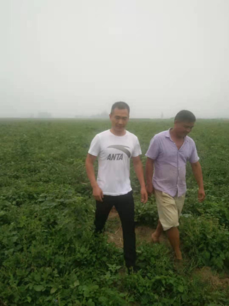 丹参苗各种规格基地一手货源对接批发