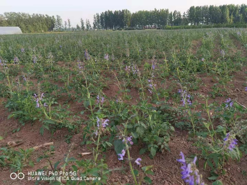 丹参苗各种规格基地一手货源对接批发