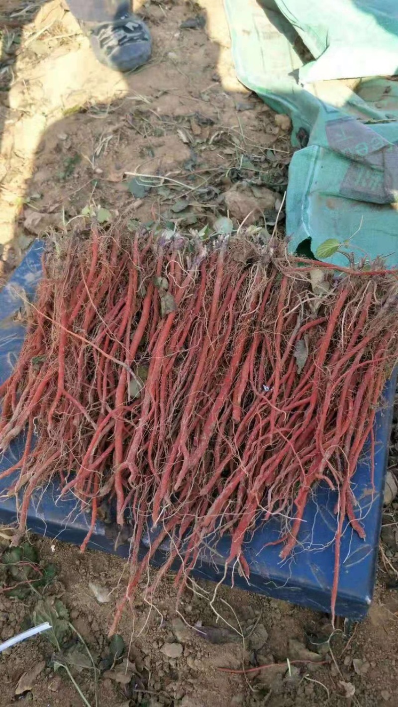 丹参苗各种规格基地一手货源对接批发