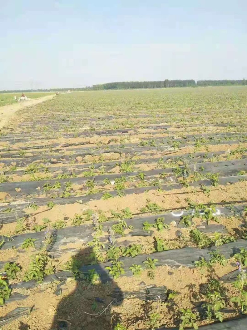 丹参苗各种规格基地一手货源对接批发