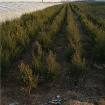 蜀桧，规格齐全，一手货源，大量有货，基地直发，山东青州