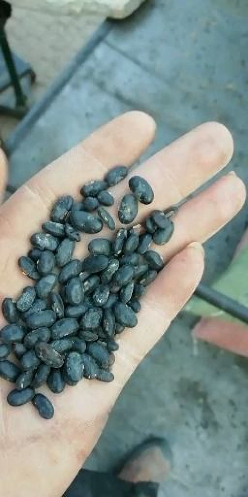 甘肃庆阳环县精品扁黑豆自家种植保质保量可视频产地看