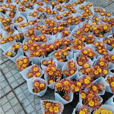 烟花菊，盆栽花，一手货源，大量有货，基地直发