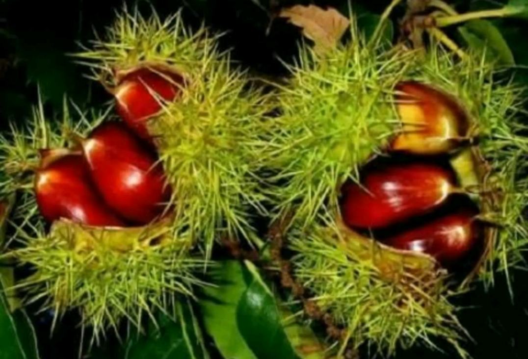 捡栗子使用手套与工具配合