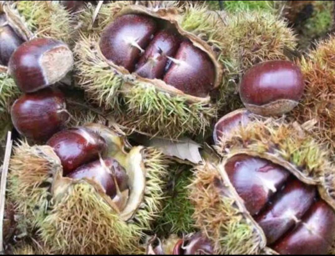 菠菜与栗子的搭配菜肴