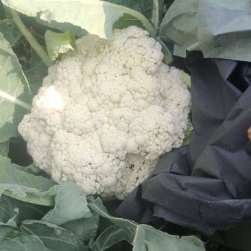 坝上张北青梗散花大量供应，欢迎新老客户光临