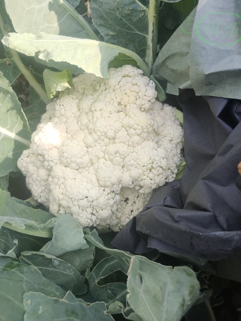 坝上张北青梗散花大量供应，欢迎新老客户光临