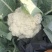 坝上张北青梗散花大量供应，欢迎新老客户光临