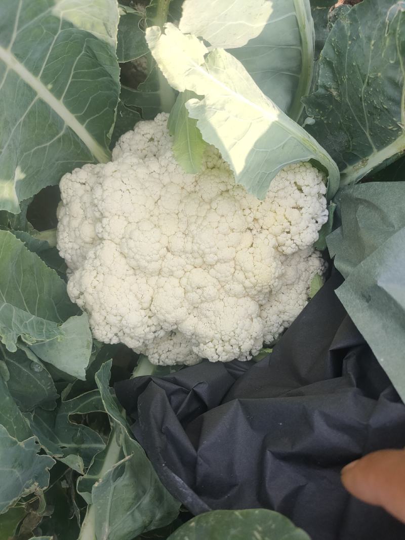 坝上张北青梗散花大量供应，欢迎新老客户光临