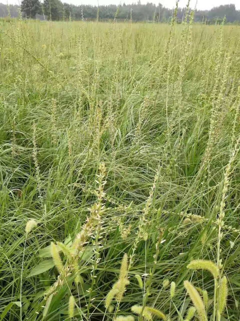 知母种苗统货精品基地的育苗基地每天都在起苗