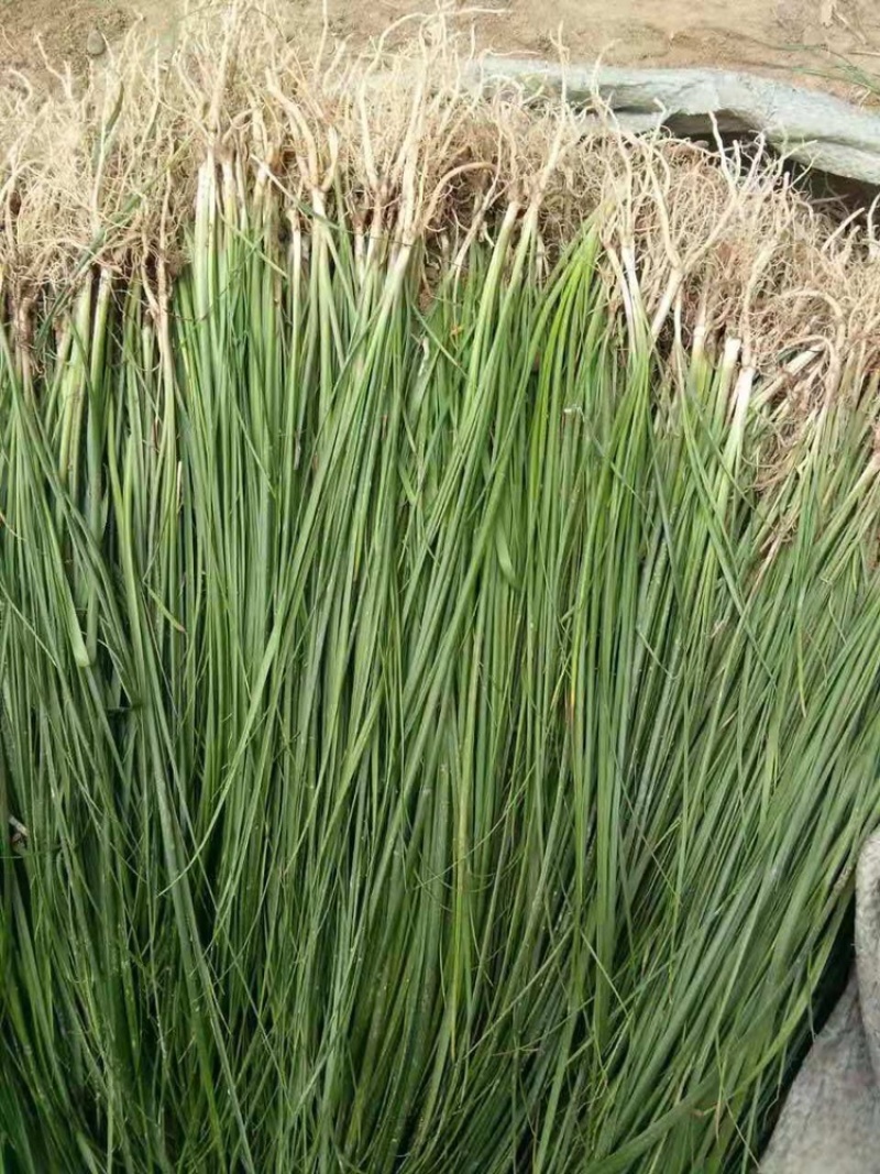 知母种苗统货精品基地的育苗基地每天都在起苗