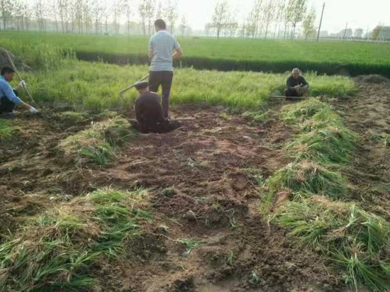 知母种苗统货精品基地的育苗基地每天都在起苗