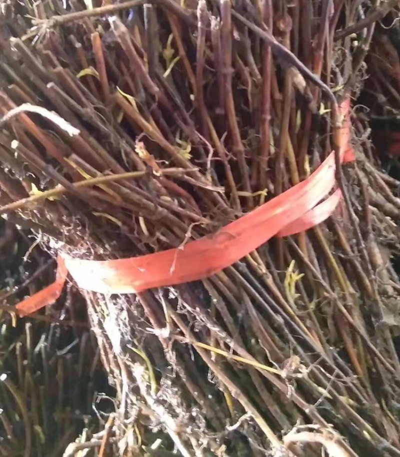 知母种苗统货精品基地的育苗基地每天都在起苗