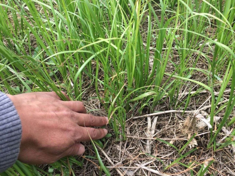 知母种苗统货精品基地的育苗基地每天都在起苗