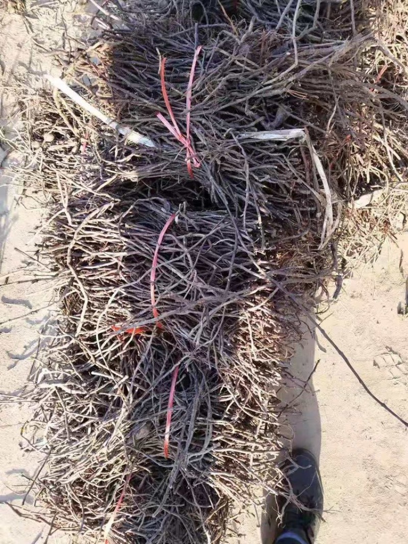 知母种苗统货精品基地的育苗基地每天都在起苗