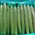 山东黄瓜大量上市，现摘现发质量优价格低有专业的包装团队。