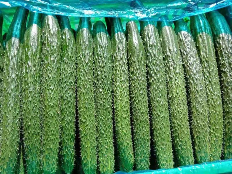 山东黄瓜大量上市，现摘现发质量优价格低有专业的包装团队。
