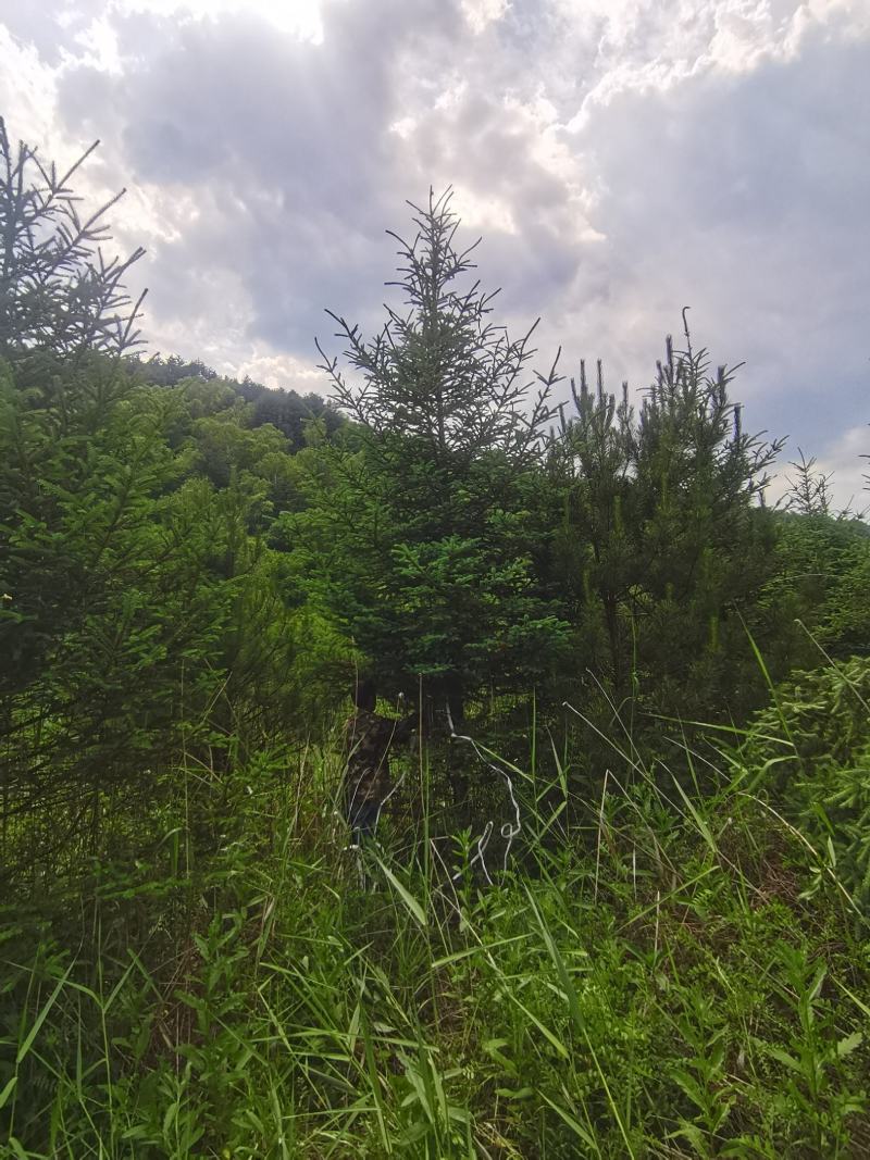 云杉，基地供应，树形优美，质量保证，