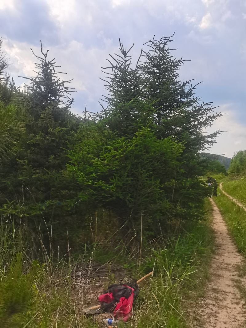 云杉，基地供应，树形优美，质量保证，