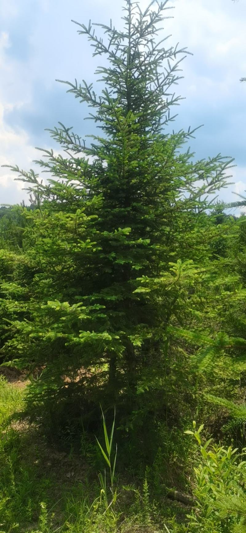 云杉，基地供应，树形优美，质量保证，