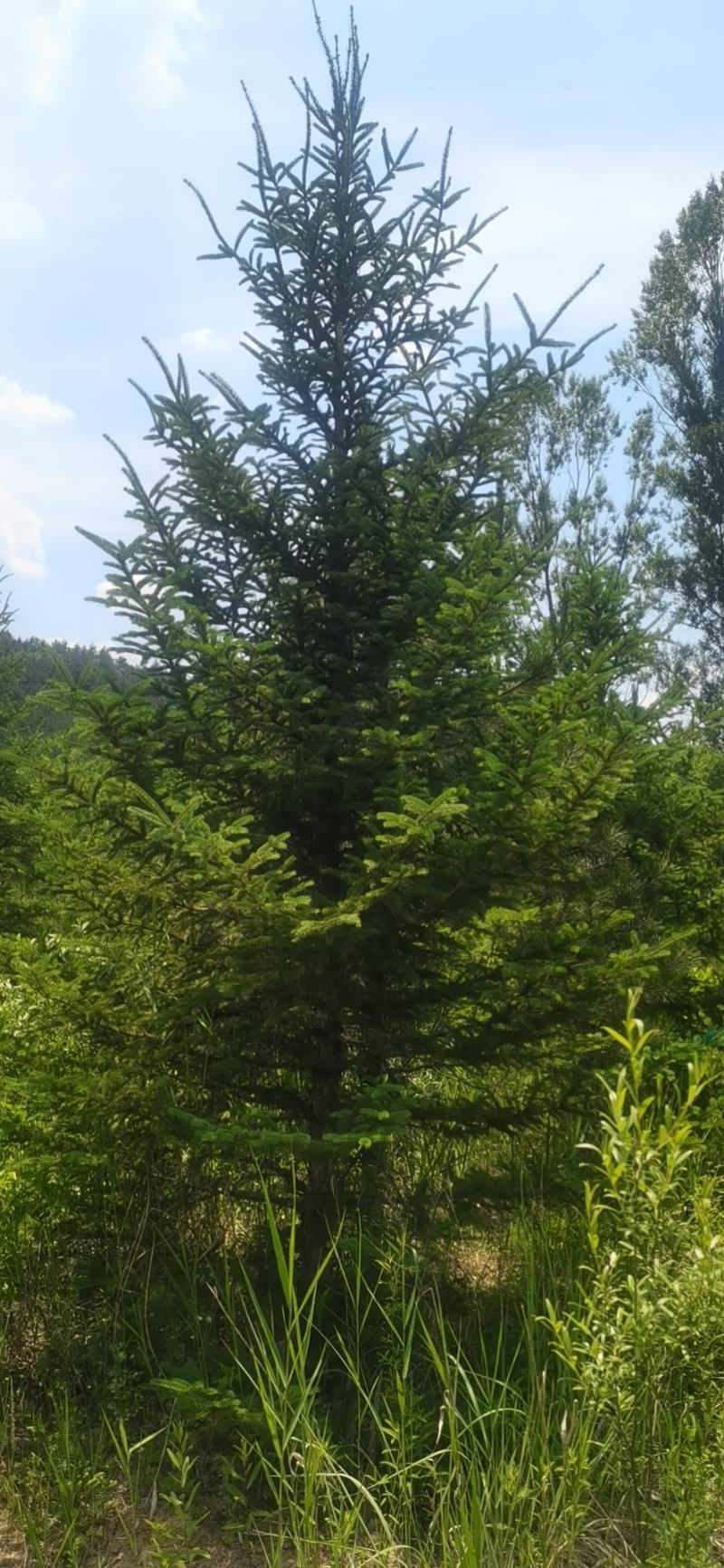 云杉，基地供应，树形优美，质量保证，
