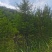 云杉，基地供应，树形优美，质量保证，