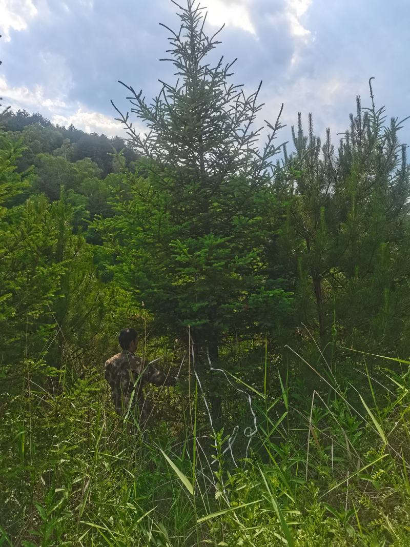 云杉，基地供应，树形优美，质量保证，