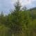 云杉，基地供应，树形优美，质量保证，