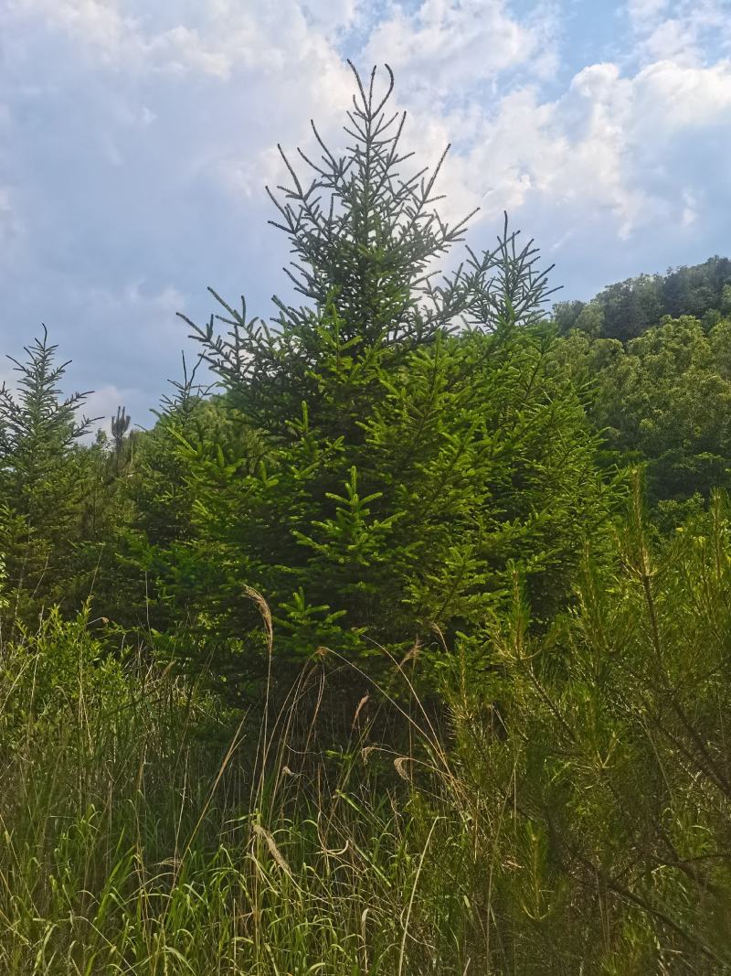 云杉，基地供应，树形优美，质量保证，