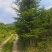 云杉，基地供应，树形优美，质量保证，