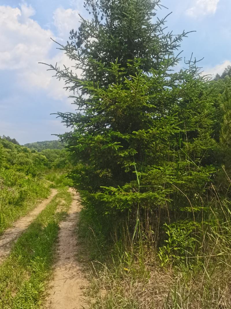 云杉，基地供应，树形优美，质量保证，