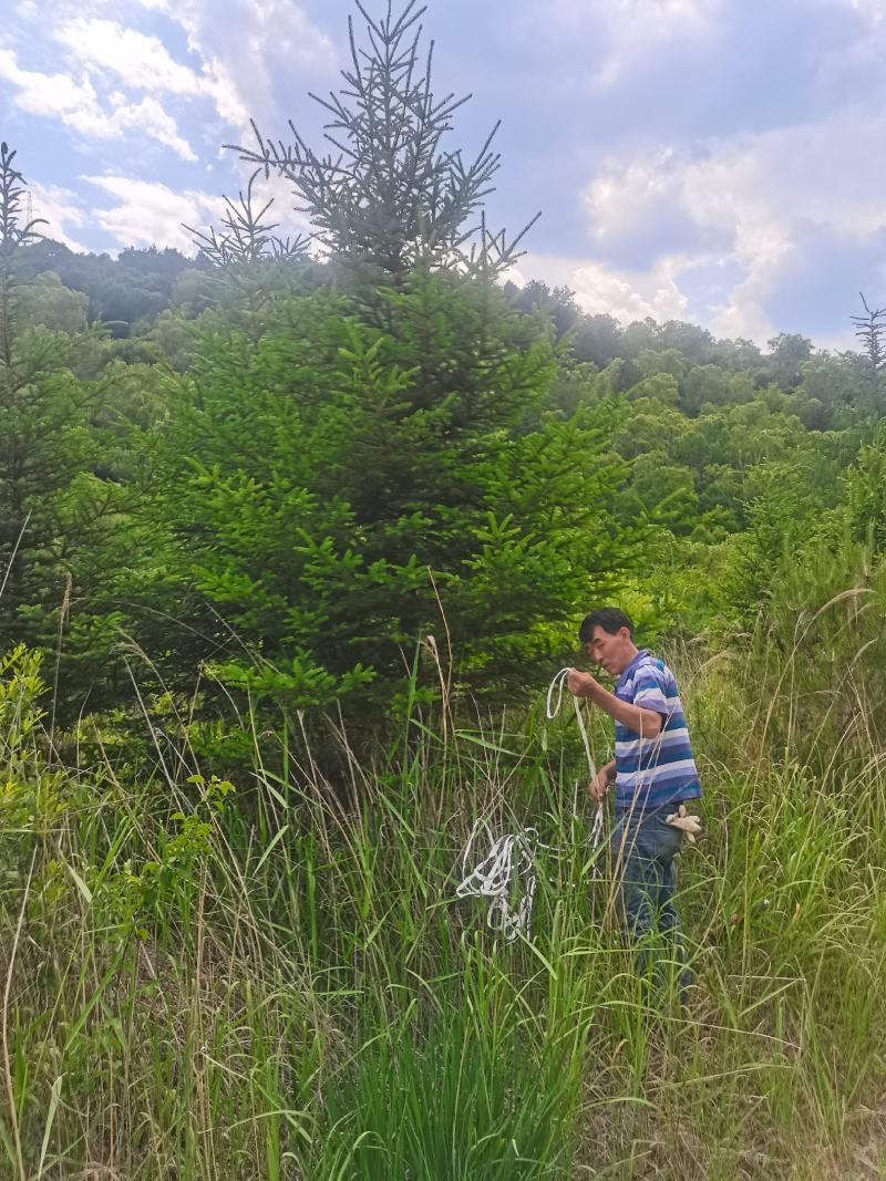 云杉，基地供应，树形优美，质量保证，