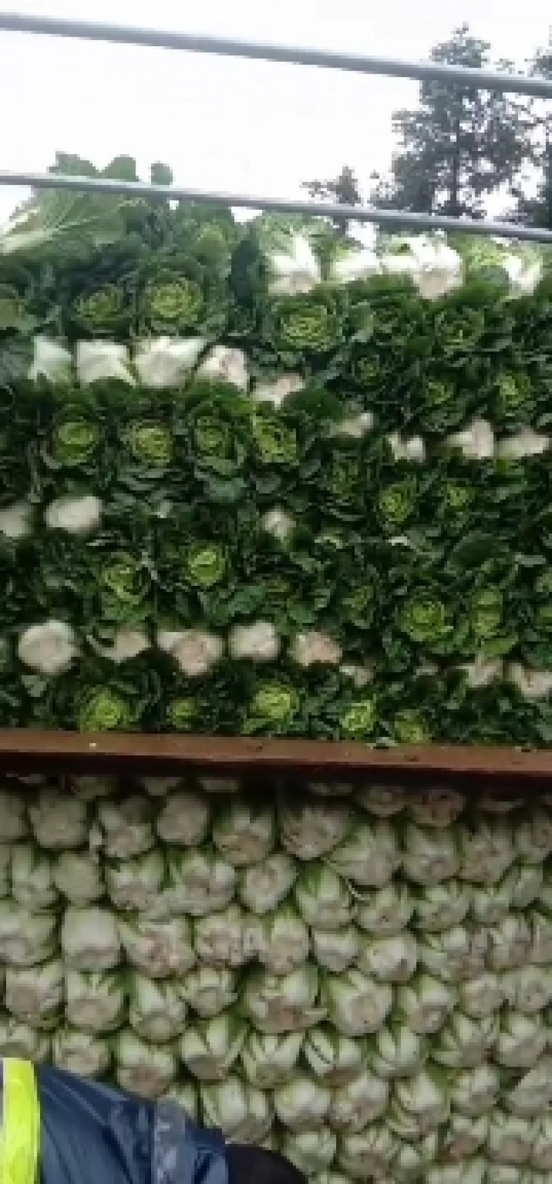 好货白菜精品无虫，无花杆要的老板来。货好的很