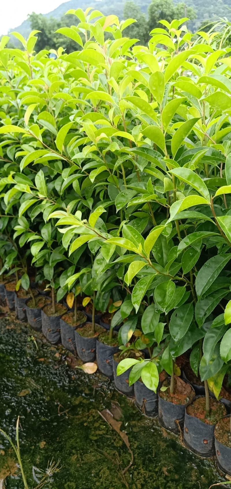 铁冬青绿化工程树苗别墅院子种植树苗合适种植树苗