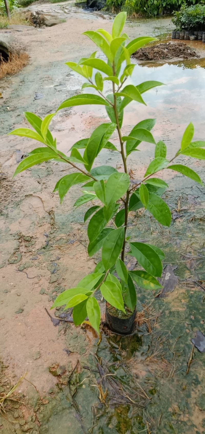 铁冬青绿化工程树苗别墅院子种植树苗合适种植树苗
