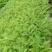 蓝花楹树合适院子种植树合适路边工程大树种植