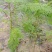蓝花楹树合适院子种植树合适路边工程大树种植