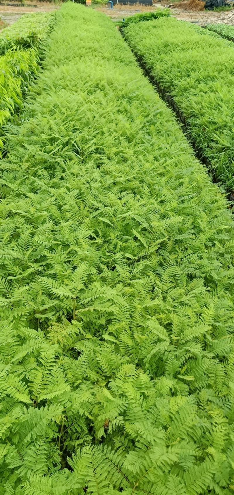 蓝花楹树合适院子种植树合适路边工程大树种植