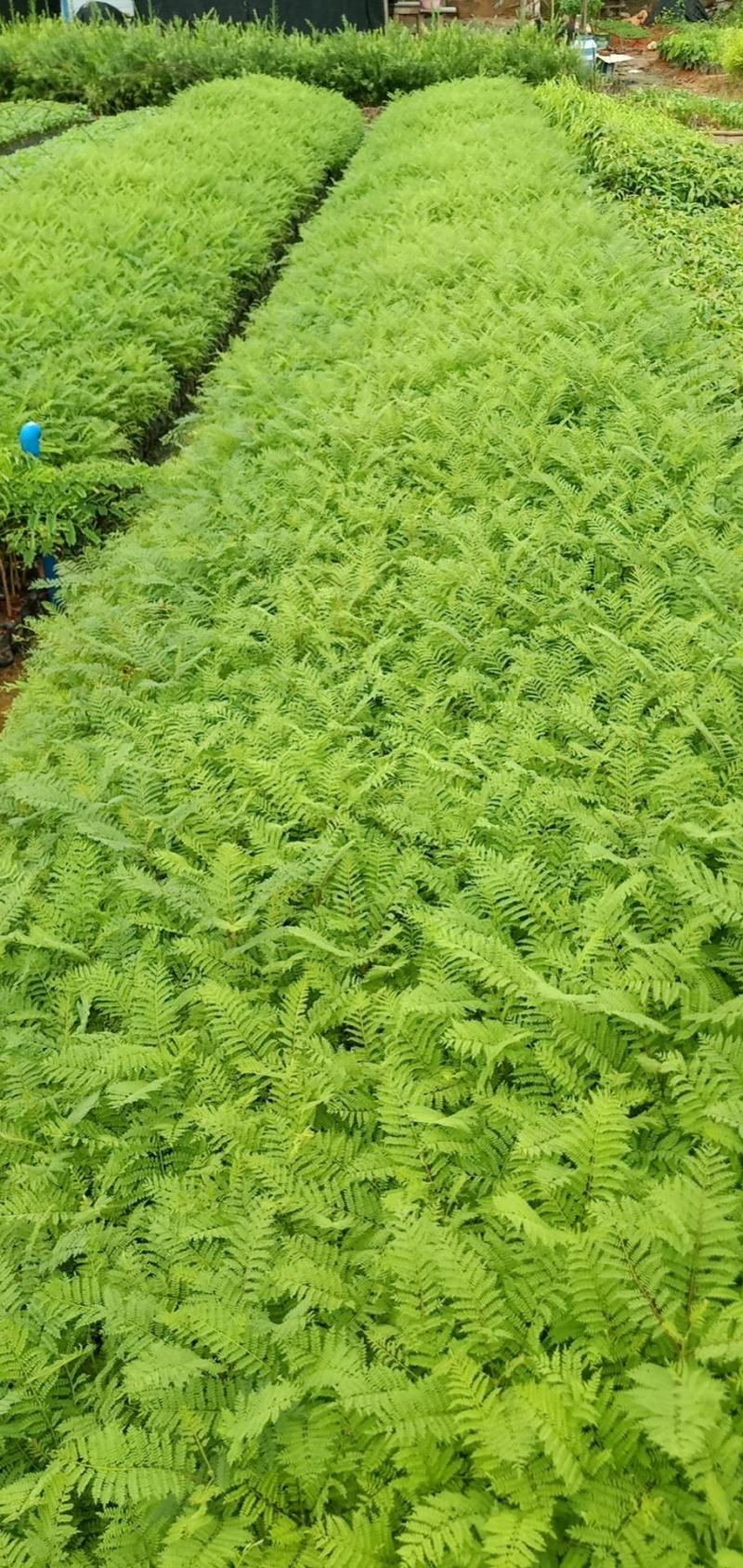 蓝花楹树合适院子种植树合适路边工程大树种植