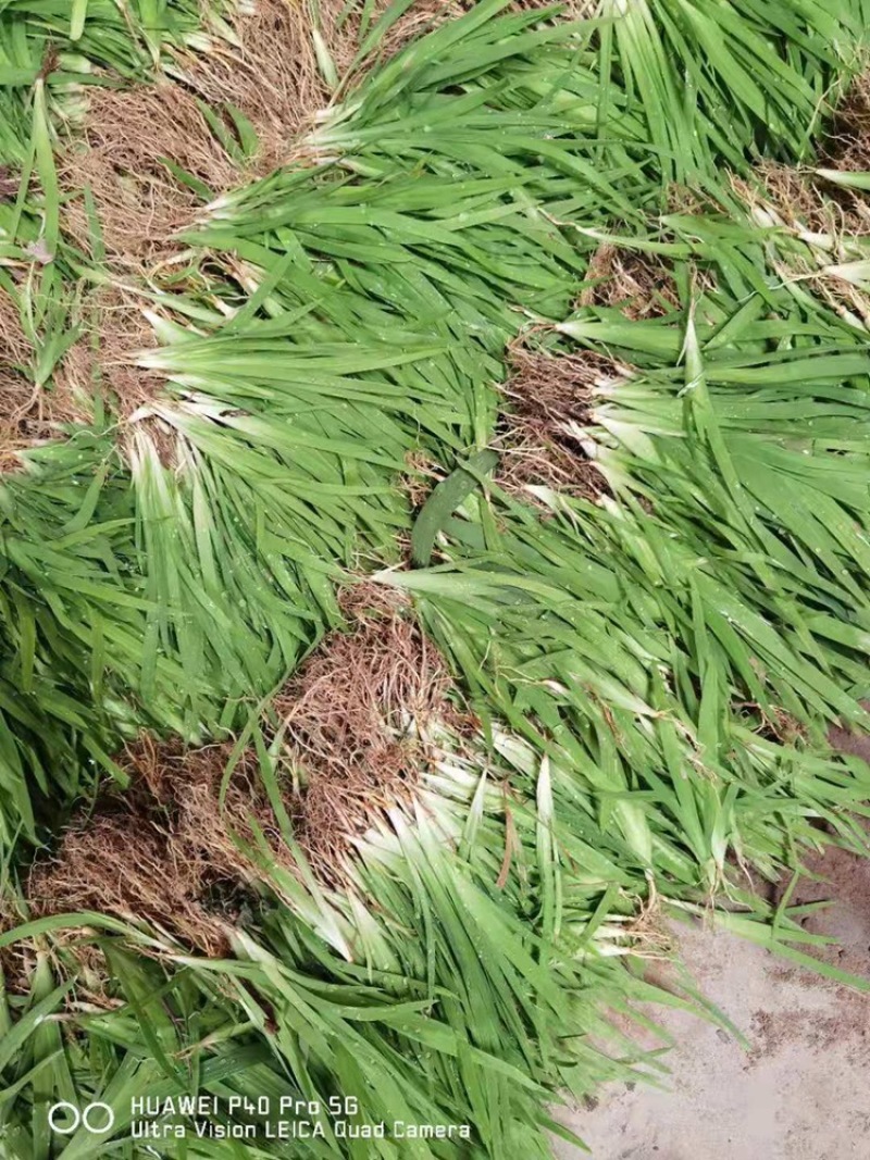 优质射干苗观赏药用大中小苗规格齐全（现挖现发包回收）