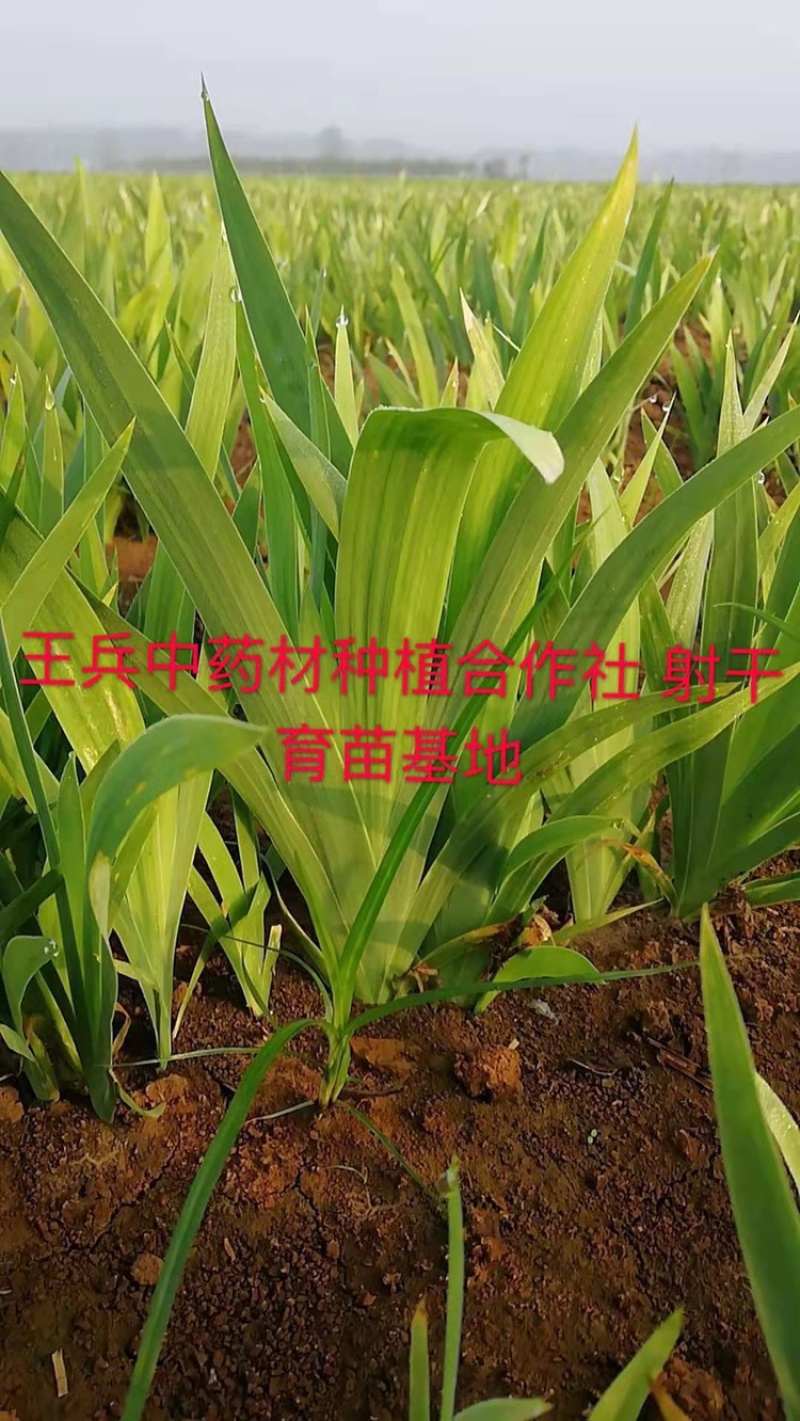 优质射干苗观赏药用大中小苗规格齐全（现挖现发包回收）