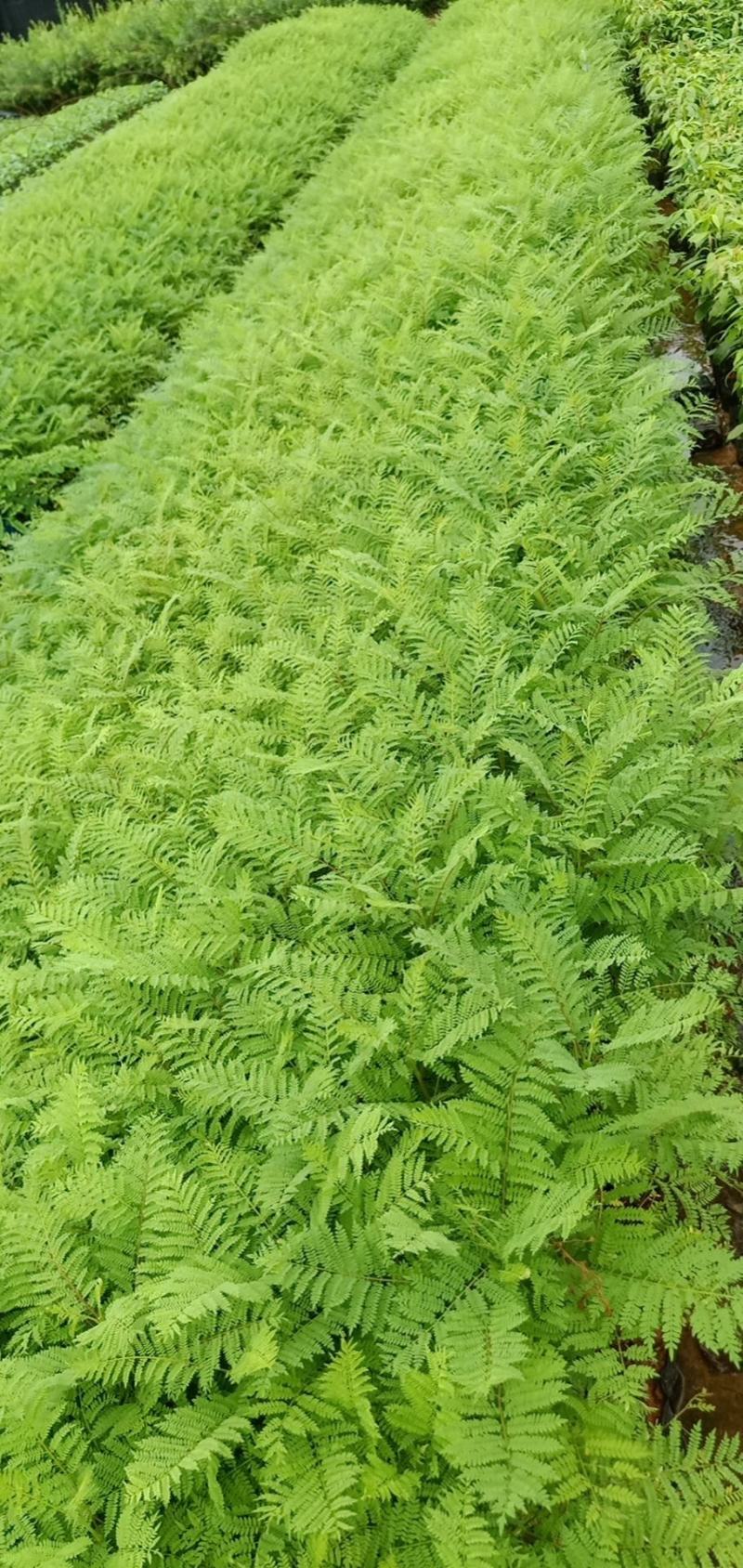 蓝花楹树合适院子种植树合适路边工程大树种植