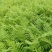 蓝花楹树合适院子种植树合适路边工程大树种植