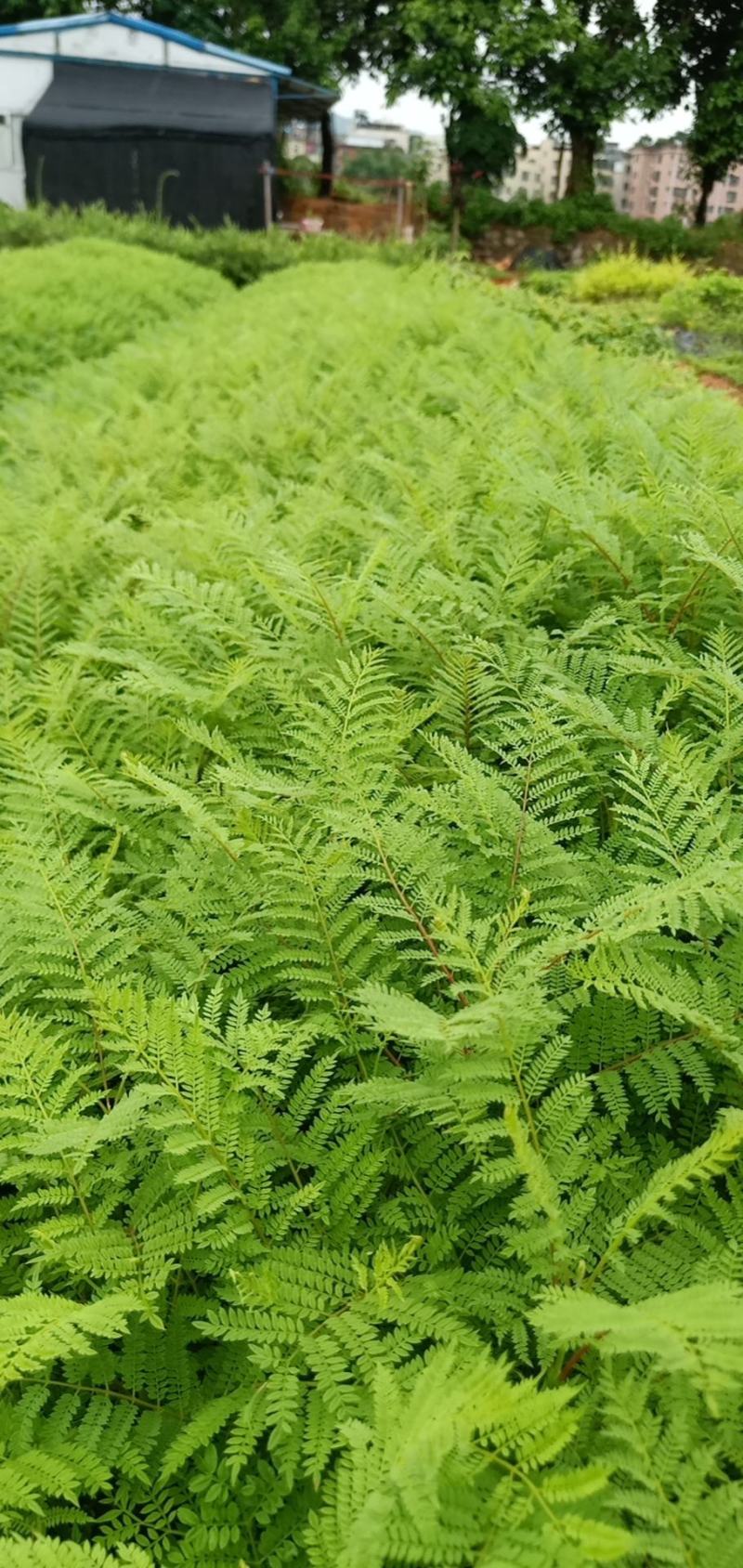 蓝花楹树合适院子种植树合适路边工程大树种植