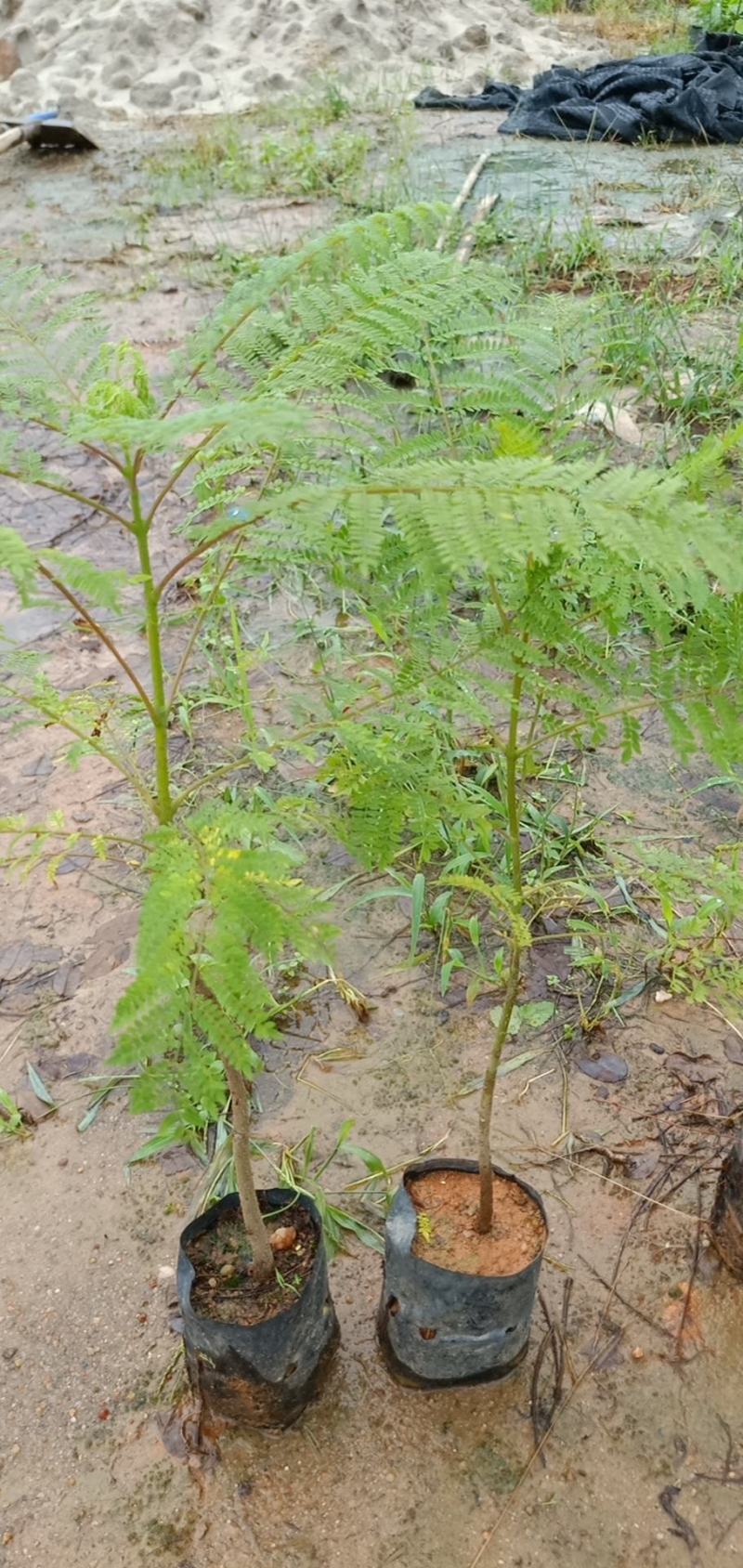 蓝花楹树合适院子种植树合适路边工程大树种植