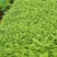 蓝花楹树合适院子种植树合适路边工程大树种植