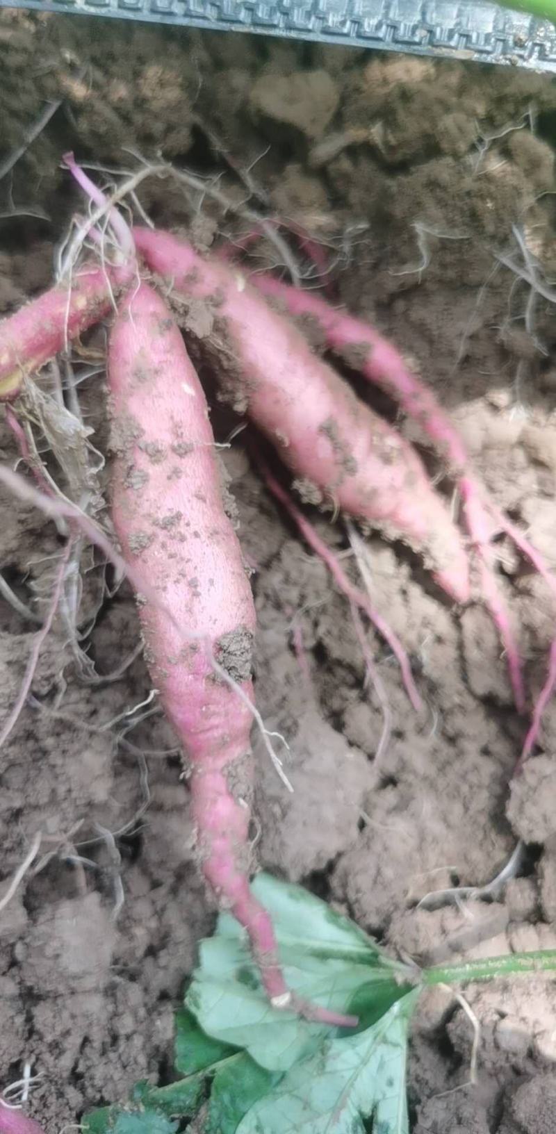 心香小香薯