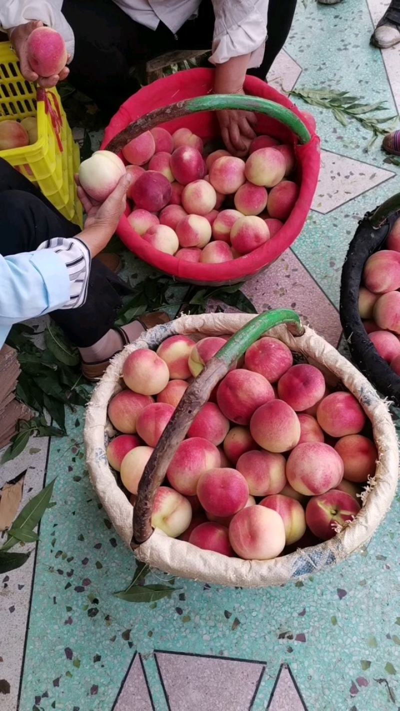 纸袋沙红，北京八水蜜桃，美脆（硬桃）大量上市，欢迎来电。